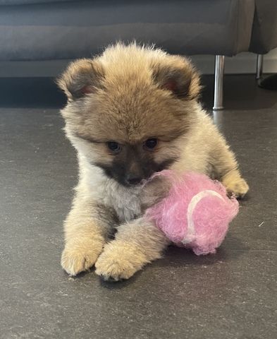 Pomeranian Zwergspitz(Boo Teddy)