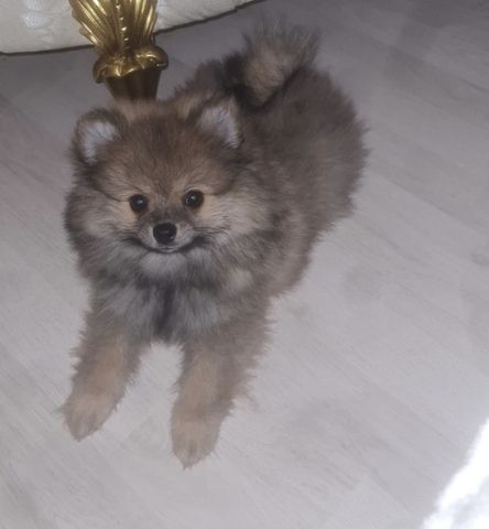 Pomeranian Zwergspitz