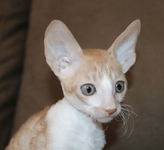 Cornish Rex vom hohen Fläming