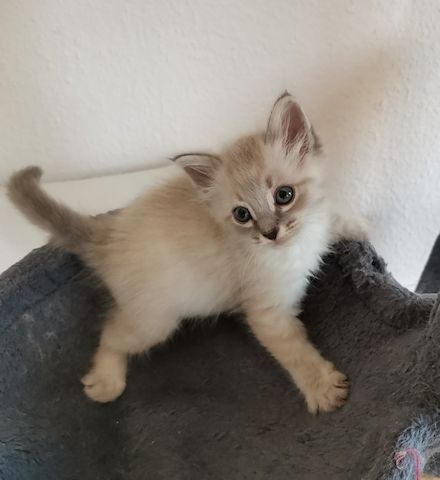 Neva Masquarade Kitten