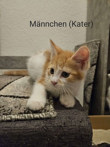 MainCoon Kitten