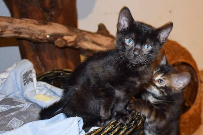 Seltene melanistic Bengal Kitten mit super Rosetten- aus seriöser Zucht