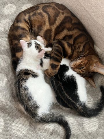 Kitten Bengal Mix