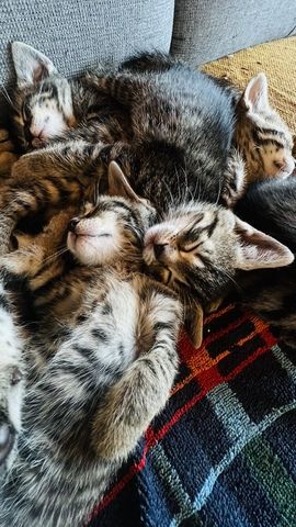 4 mischlings Katzen abzugeben. Halb Bengal