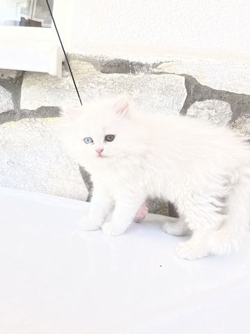 Britisch Langhaar BLH kitten weiß