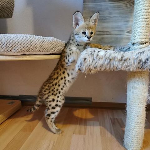 Wunderschöne Serval- und F1-Savannah-Kätzchen verfügbar