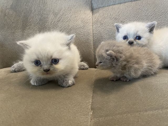 Weiße BKH Kitten