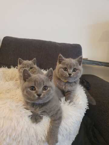 Bkh Kitten zu verkaufen