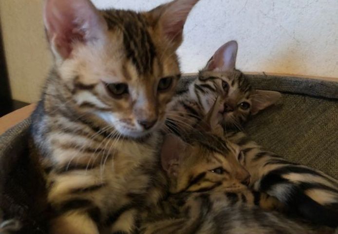 Wunderschöner reinrassiger Bengal Kater mit Weltchampion Stammbaum und Papieren