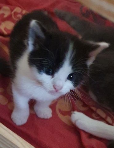 2 zuckersüße Kitten - Babykater