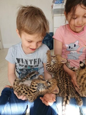 Karakal- und Savannah-Kätzchen verfügbar