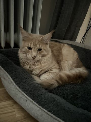Zwei Maine Coon Kater
