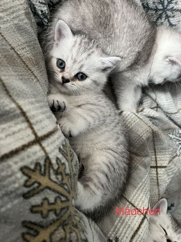 Reinrassige BKH Kitten in schwarz-weiß