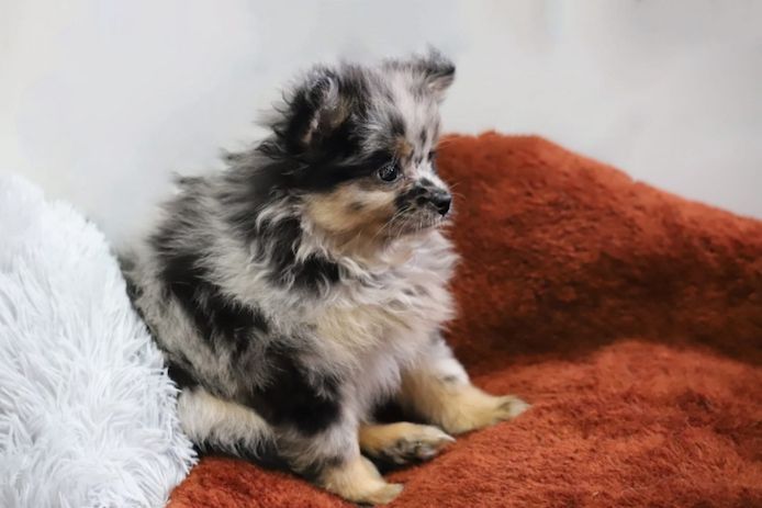 Pomeranian x Chihuahua (Pomchi)