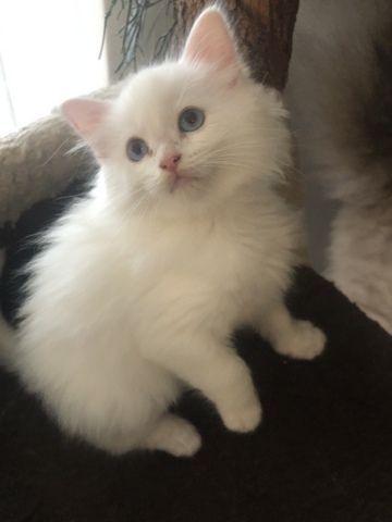 Ragdoll Kitten Kater Blue Eyed White weiß mit blauen Augen