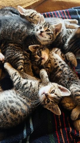 4 mischlings Katzen abzugeben. Halb Bengal