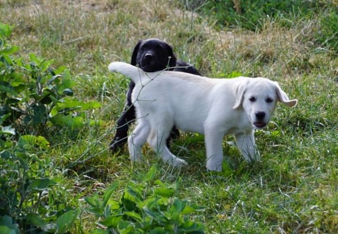Labradorwelpen schwarz und braun /Hündinnen mit Ahnentafel
