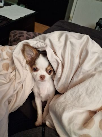 Chihuahua Weibchen