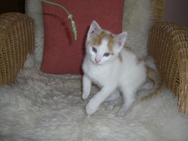 rot weiße süße Katze zu verkaufen