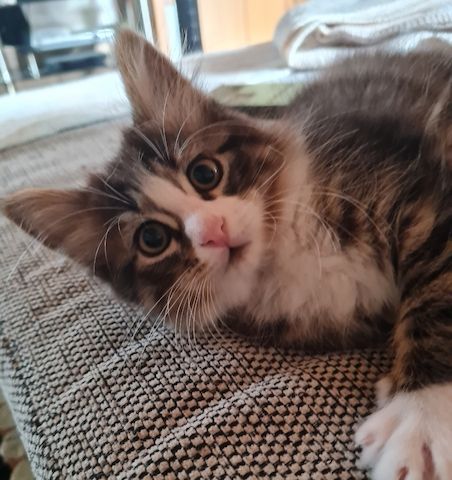 Süße Maine Coon Kitten