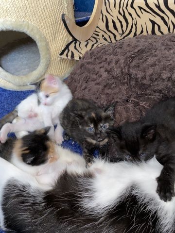 8 Babykatzen abzugeben