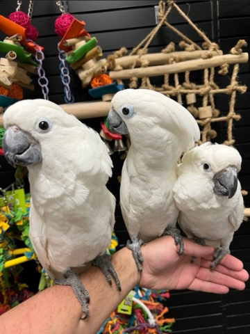 Junge 3 Weißhaubenkakadu Papageien