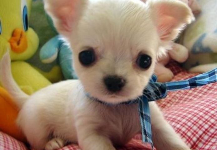 Chihuahua Welpe Whatsapp (+32466492901)