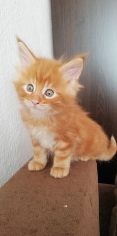 Maine Coon Kitten