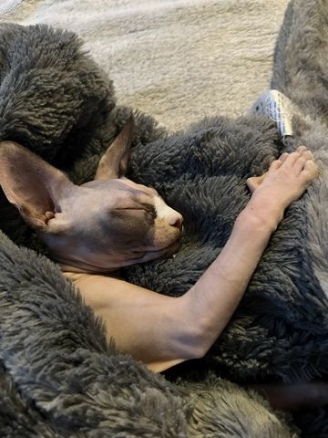 Sphynx und Devon Rex