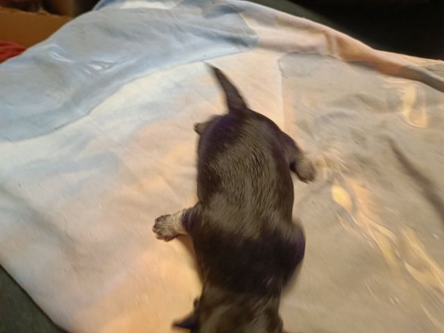 Havaneser Chihuahua Welpen