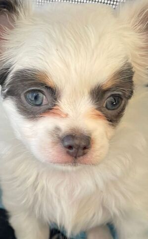 Süßes Chihuahua Mädchen (Welpe)