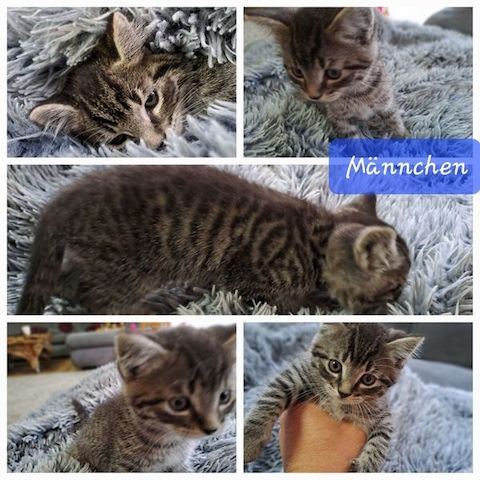 Bkh/ Ekh Katzenbabys Kitten