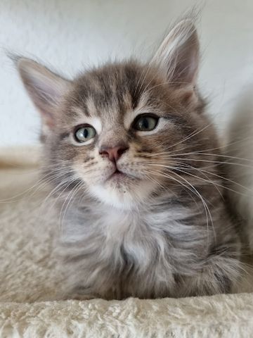 Reinrassige Maine-Coon Kitten