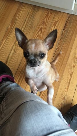 Chihuahua Dame