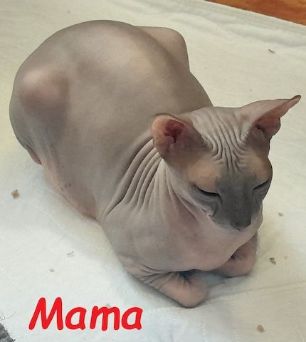 Don Sphynx Kitten abgabebereit