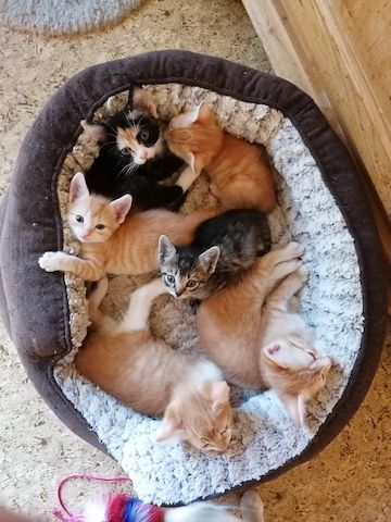 zuckersüße europäisch Kurzhaar Kitten suchen liebevolles Zuhause