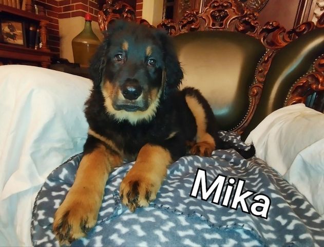 Klein Mika, ein Hovawartwelpe, von unserem M- Wurf, sucht noch neue Familie!