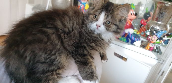 Maine Coon - Perser Mix Kater