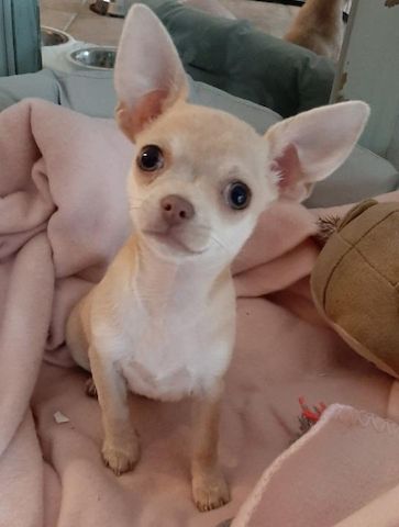 Chihuahua-Welpe