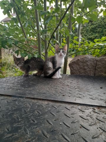 3 Monate alte Katzen