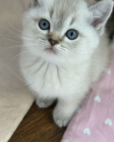 Außergewöhnlich hübsche Reinrassige Bkh kitten, BKH seal silver shaded, Bkh  Creme weiß blaue Augen