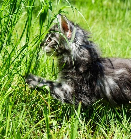noch 2 reinrassige Kitten Norwegische Waldkatze abzugeben