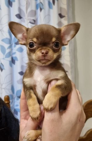 Superkleine Erhältlich Mini Chihuahua Babys fur 00euro in (Langhaar und. Kurzhaar) mit papieren