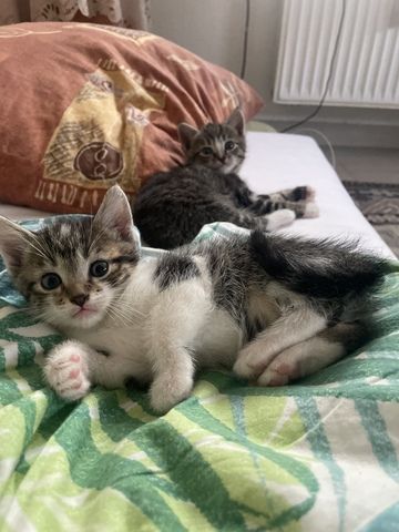 2 süße Katzenbabys (Jungen) Geschwister abzugeben