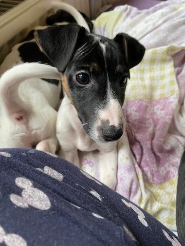 Jack Russel Welpen