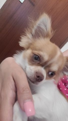 Chihuahua weiss braun
