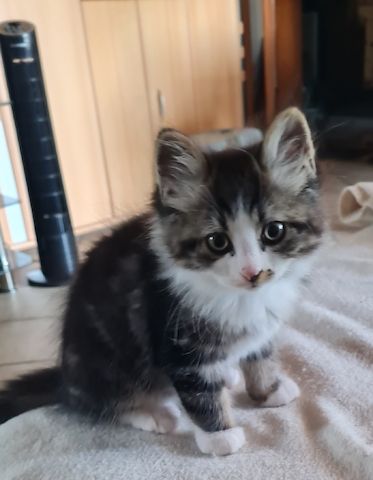 Süße Maine Coon Kitten