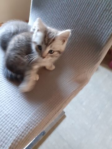 BKH-Maine Coon Kitten
