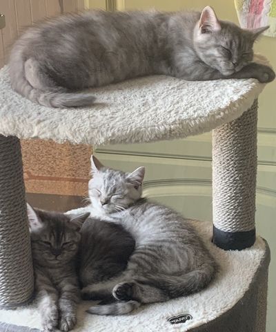 BKH Kitten suchen liebevolles Zuhause ❤️