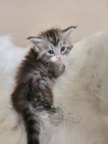 Wundervolle Maine Coon Kitten